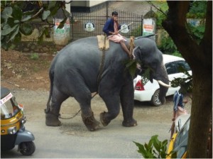 1er Eléphant que j’ai vu dans la rue lors de l’indépendance Day.